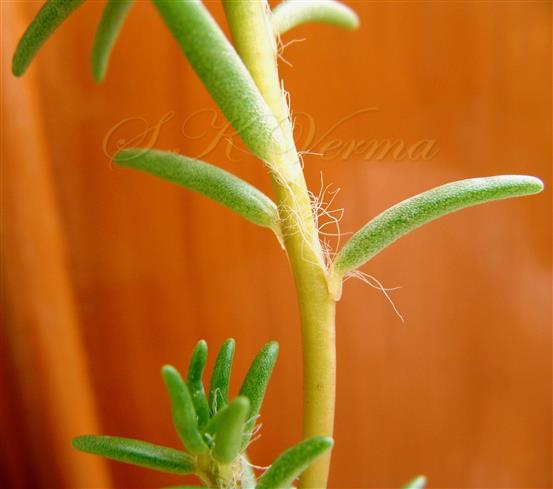  Stipules hairy